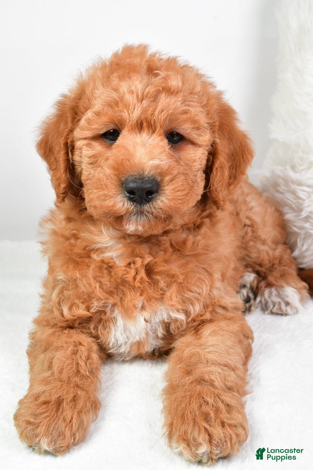  dogs for sale: Mini Labradoodle 7 puppies - Image 25