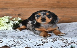Miniature Dachshund dogs for sale: Dora - Image 3