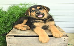 German Shepherd dogs for sale: Bear - Listing for pets: Bella, Bear, Brandy, Bobby, Beauty, Blitz, Buster, Bailey, Bonnie - Image 2