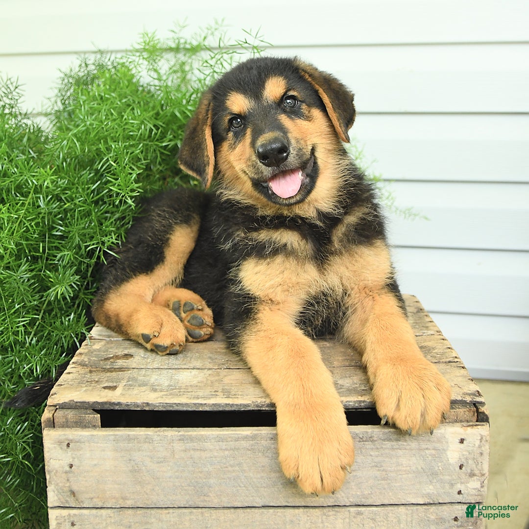 German Shepherd dogs for sale: Bear - Listing for pets: Bella, Bear, Brandy, Bobby, Beauty, Blitz, Buster, Bailey, Bonnie - Image 2