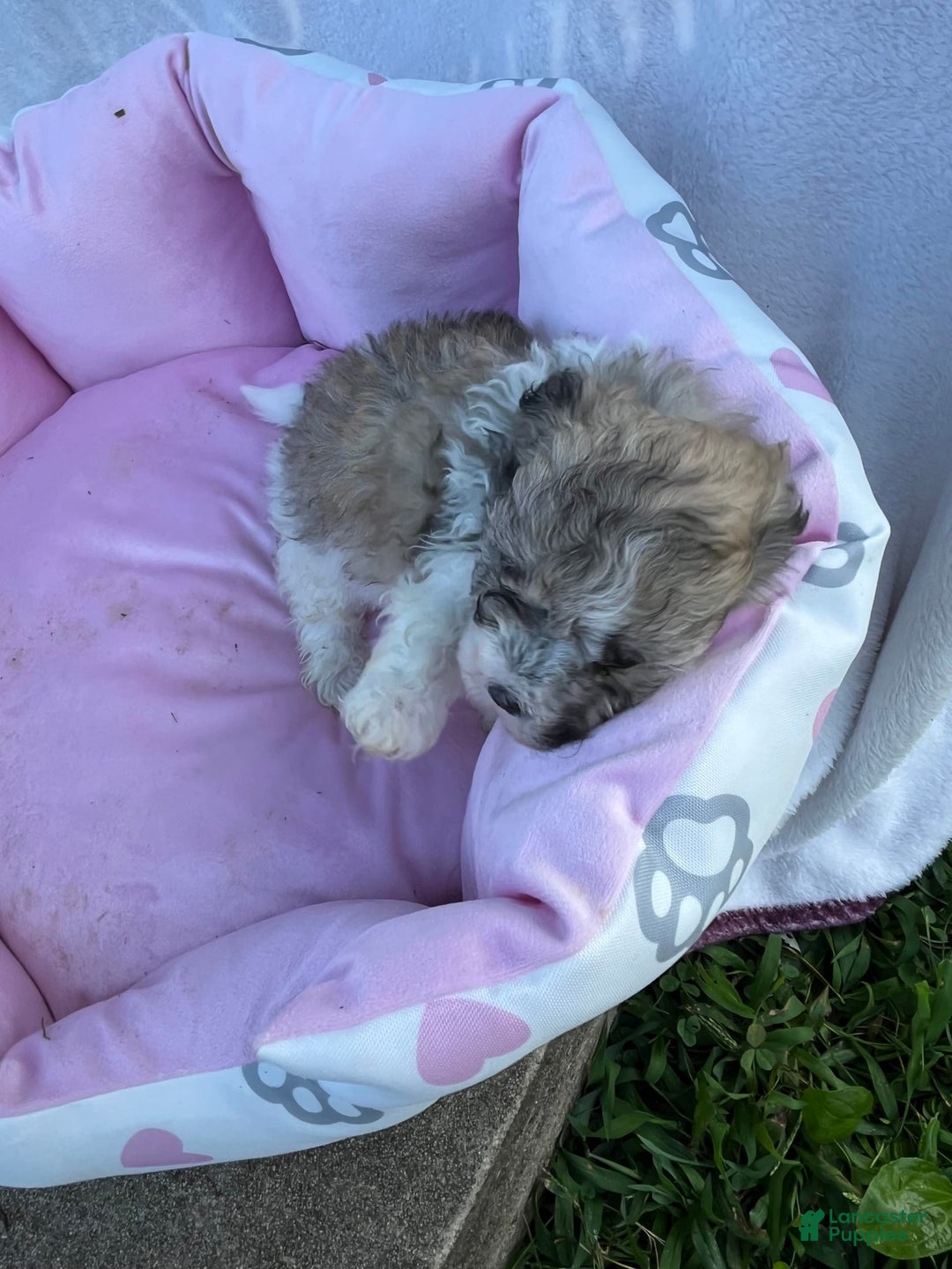 Maltipoo dogs for sale: Baxter - Image 8