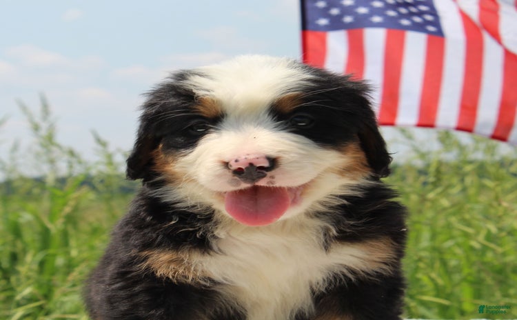 Bernese Mountain Dog dogs - Advert 39