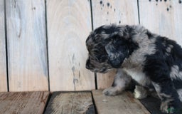 Newfoundland dogs for sale: Nolan - Image 1