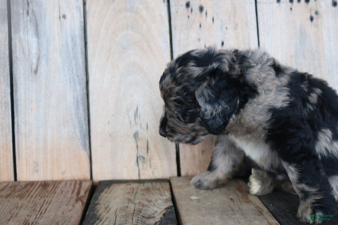 Newfoundland dogs for sale: Nolan - Image 1