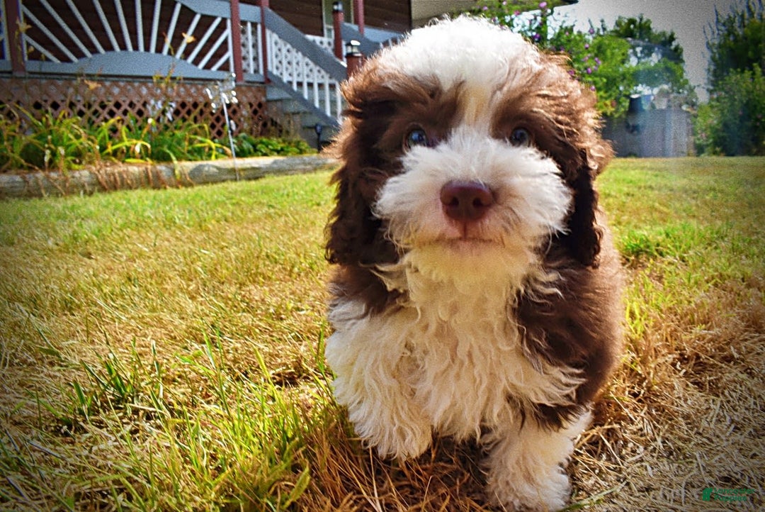 Havapoo dogs for sale: Harley - Image 11
