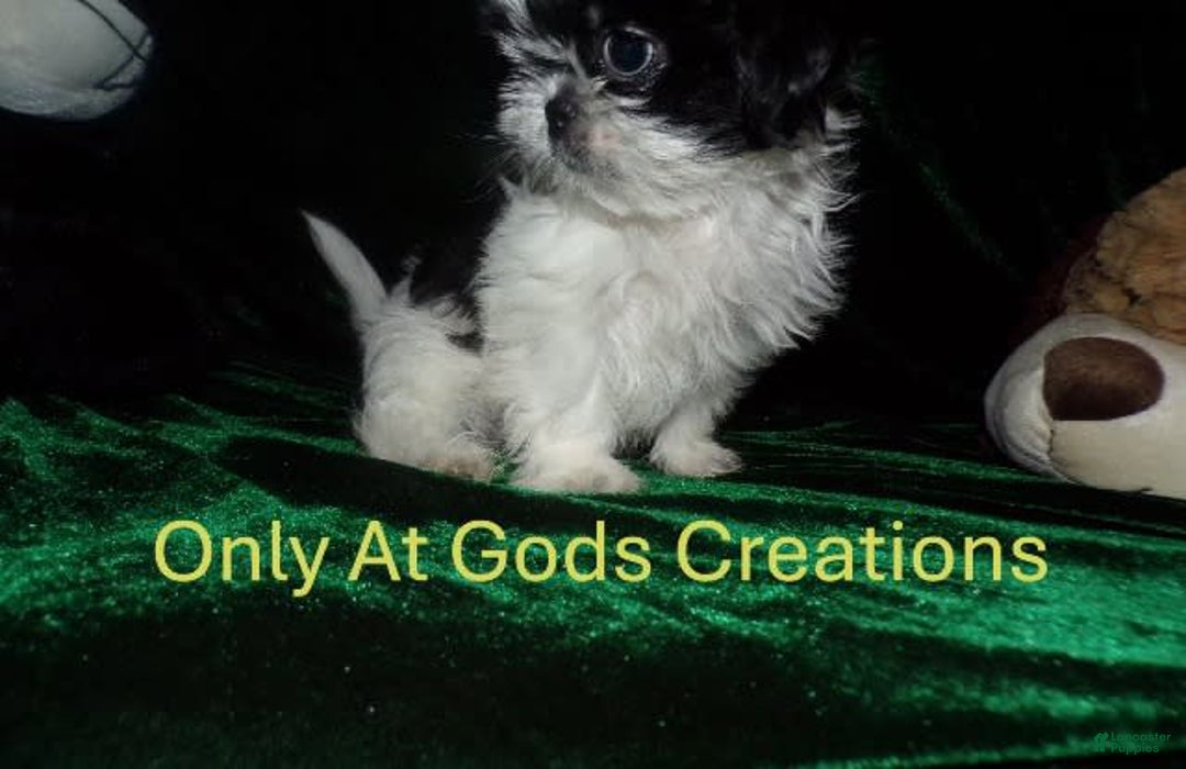 Shih Tzu dogs for sale: Tiny Jewel - Image 13