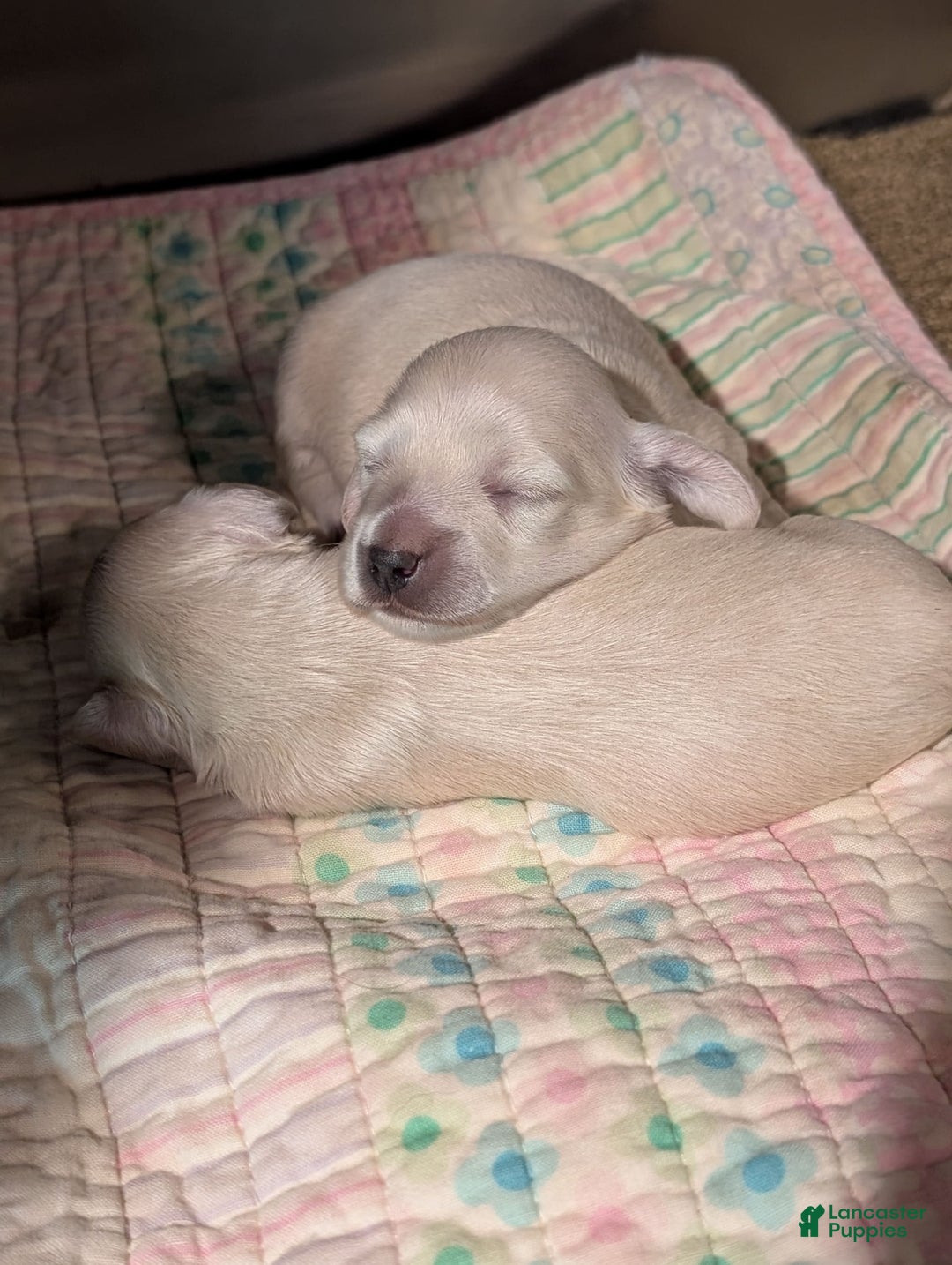 Miniature Dachshund dogs for sale: Berry Moon - Image 4