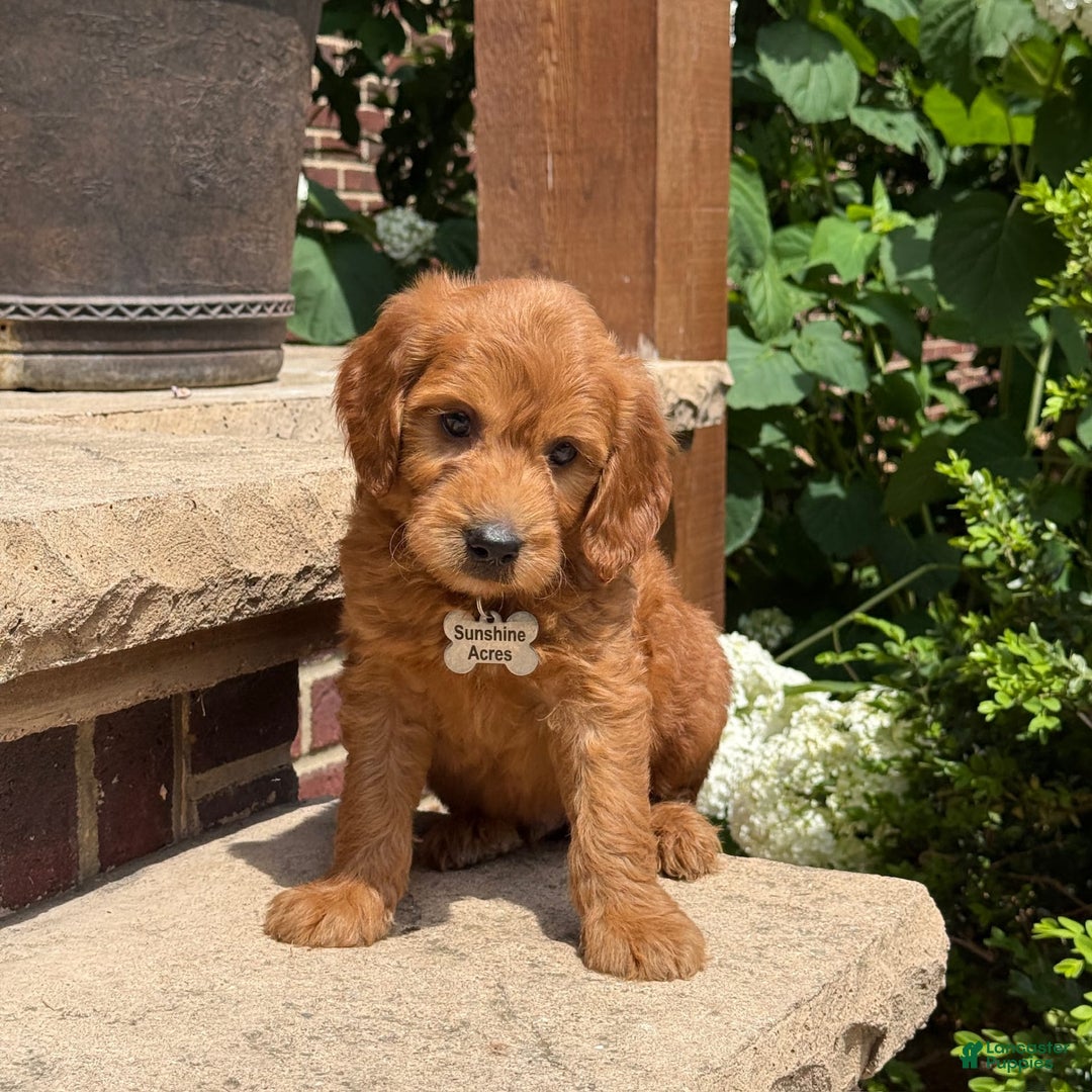 Goldendoodle dogs for sale: Jack - Image 10