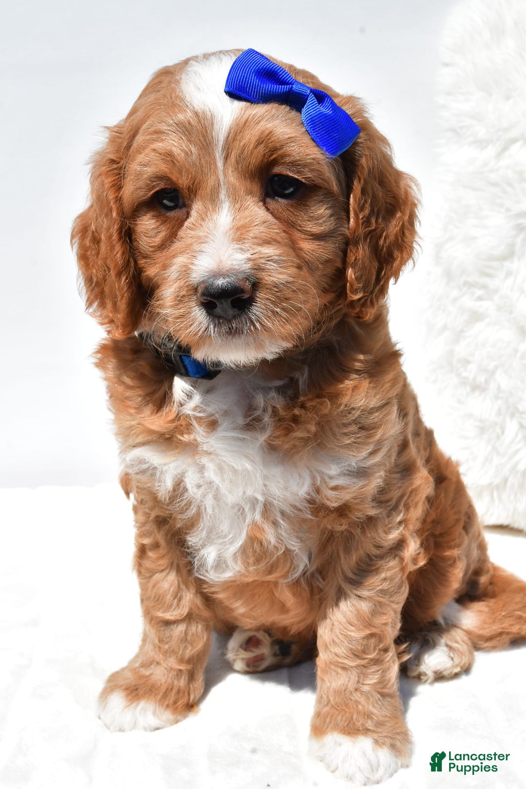 Mini Goldendoodle dogs for sale: Rusty - Image 7