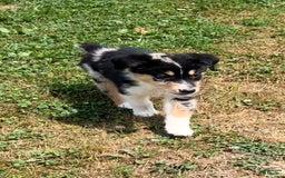Alaskan Malamute dogs for sale: Kali - Image 6