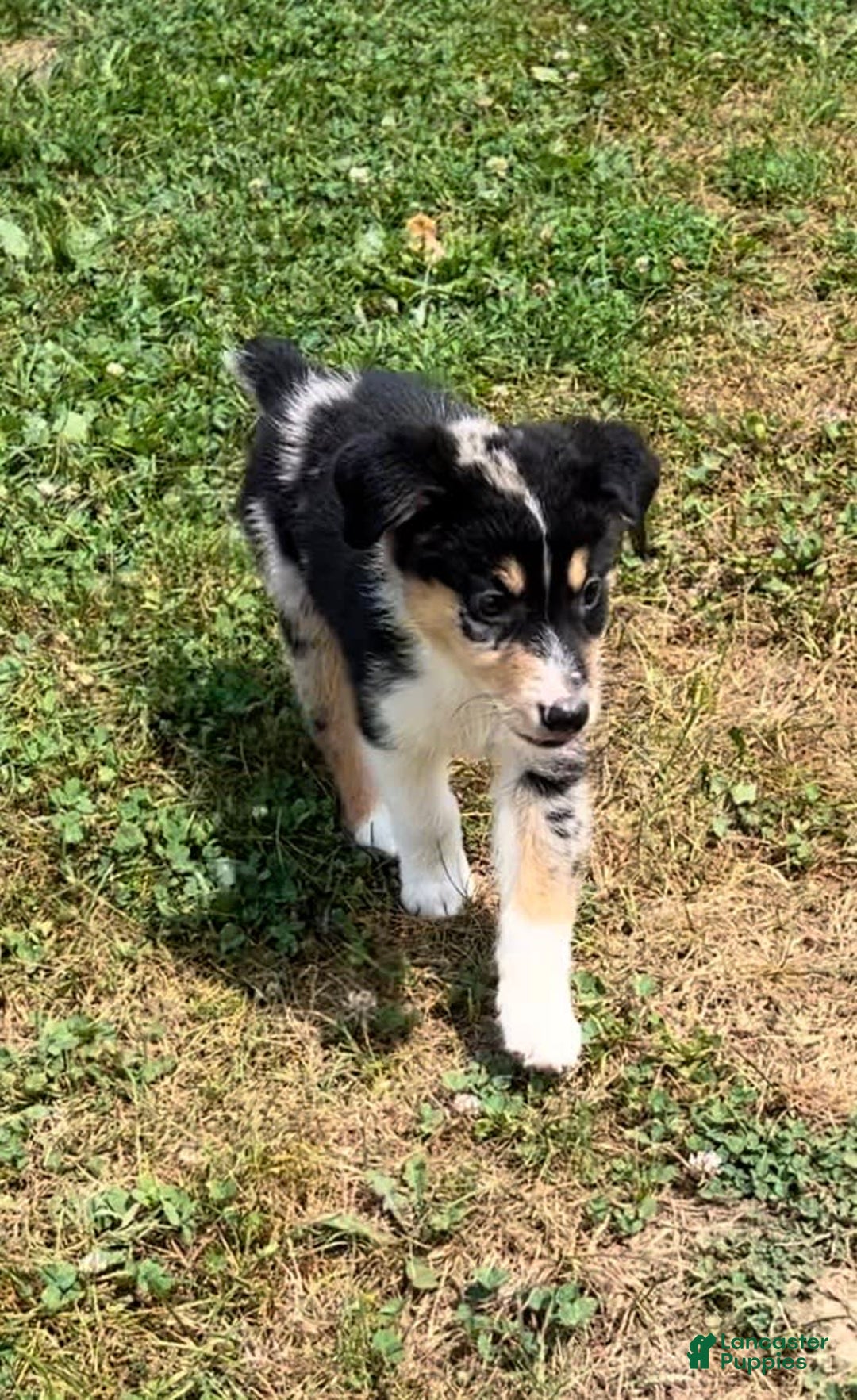 Alaskan Malamute dogs for sale: Kali - Image 6
