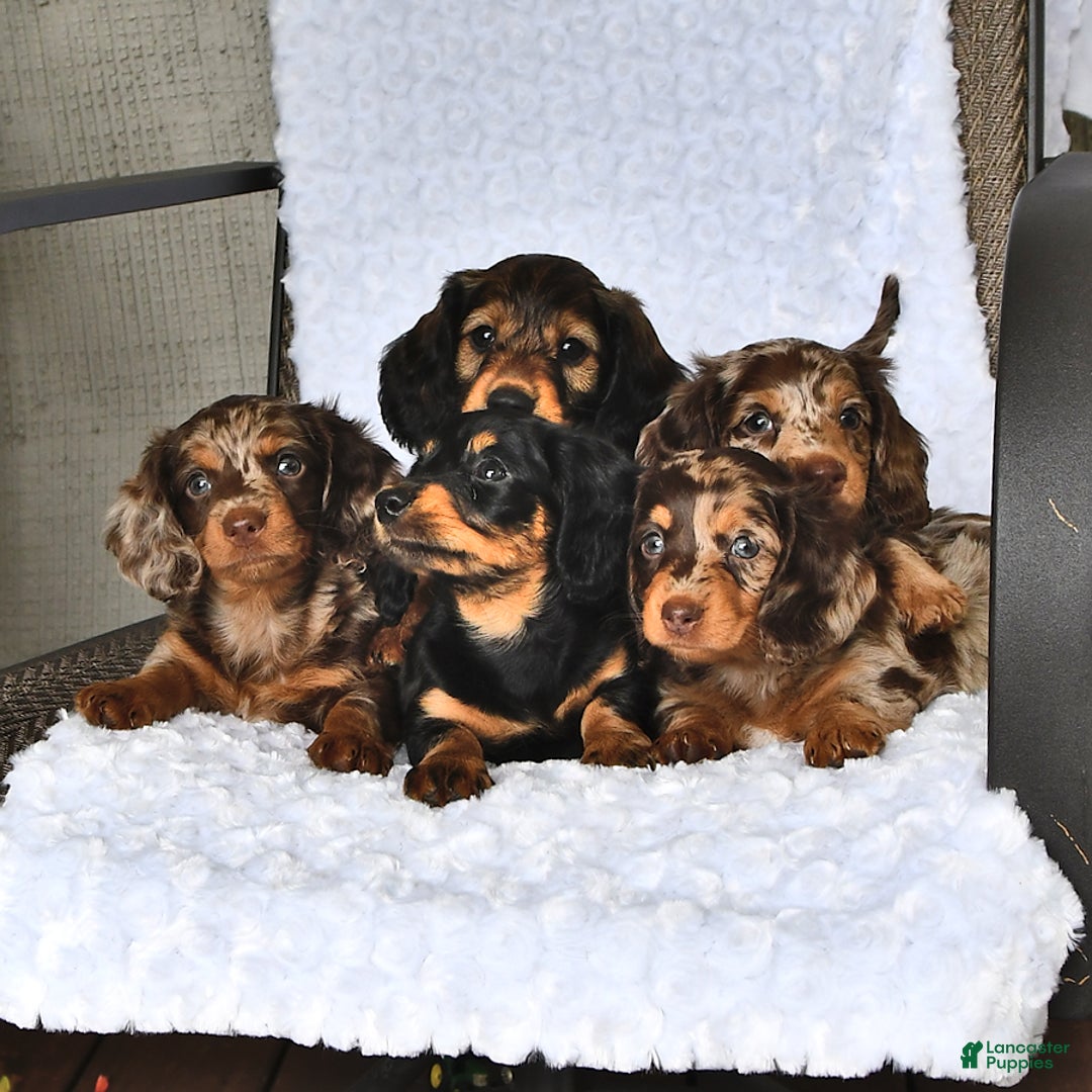 Miniature Dachshund dogs for sale: Kyle - Image 4