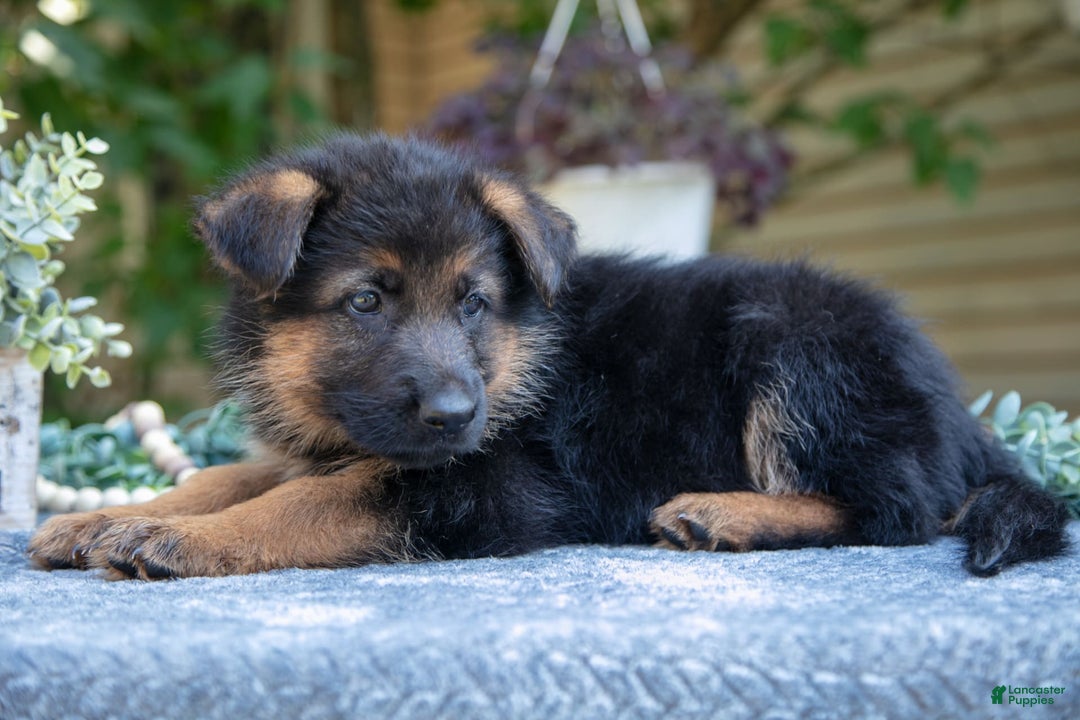 German Shepherd dogs for sale: Gwen - Image 3
