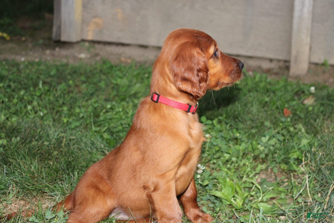 Irish Setter dogs for sale: Flossy - Image 4