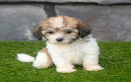Havanese dogs for sale: Cheyenne - Image 5