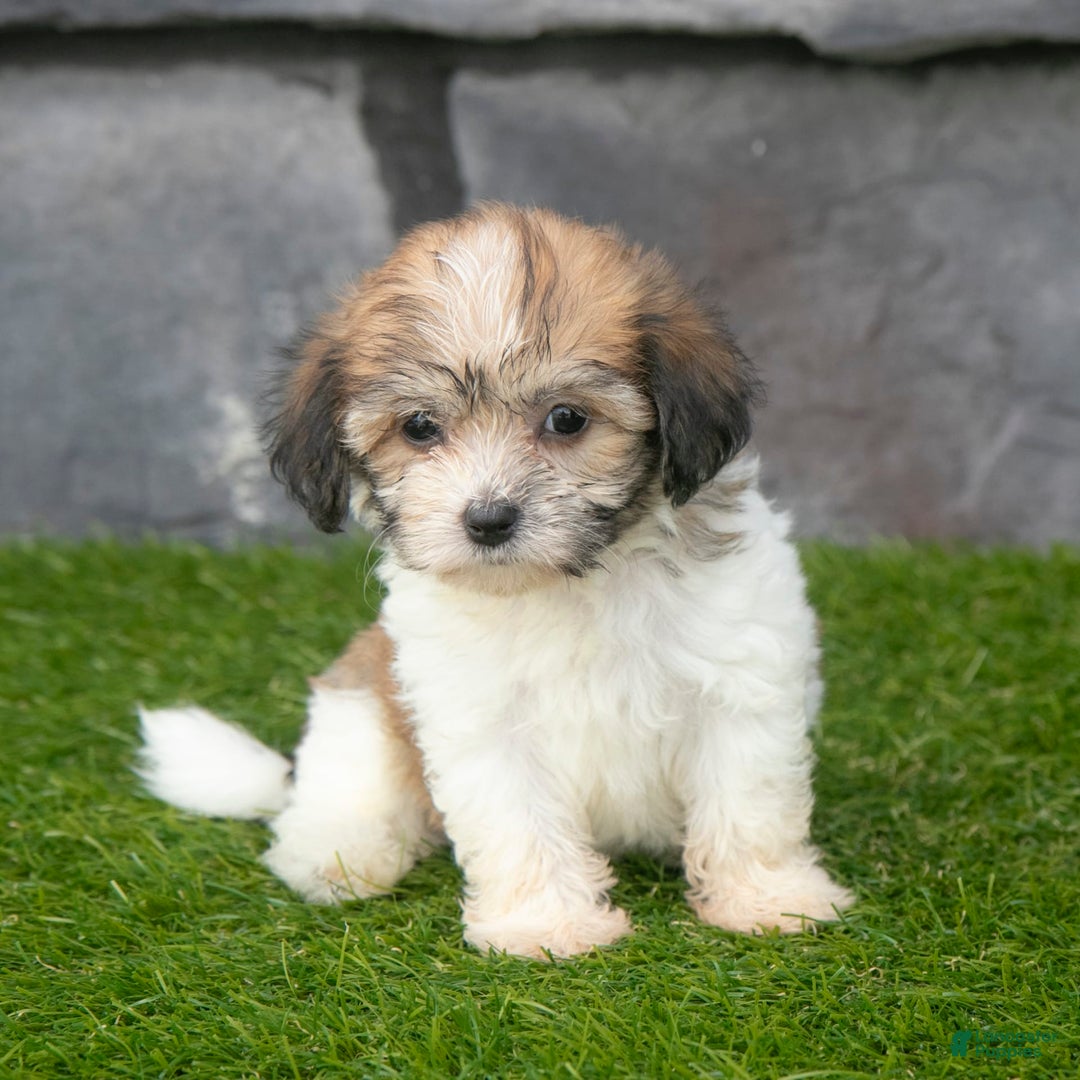 Havanese dogs for sale: Cheyenne - Image 5