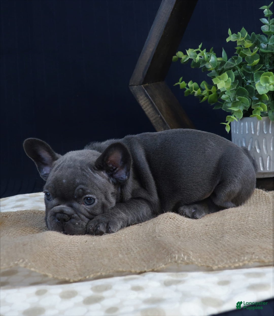French Bulldog dogs for sale: Paige - Image 4
