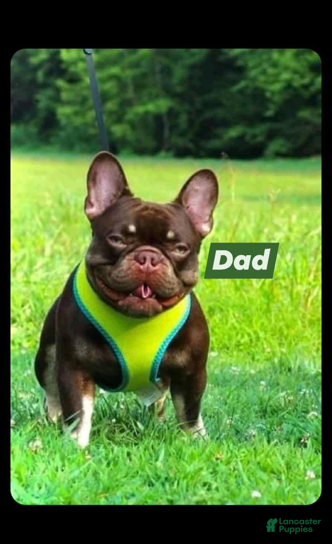 French Bulldog dogs for sale: Lady - Image 9