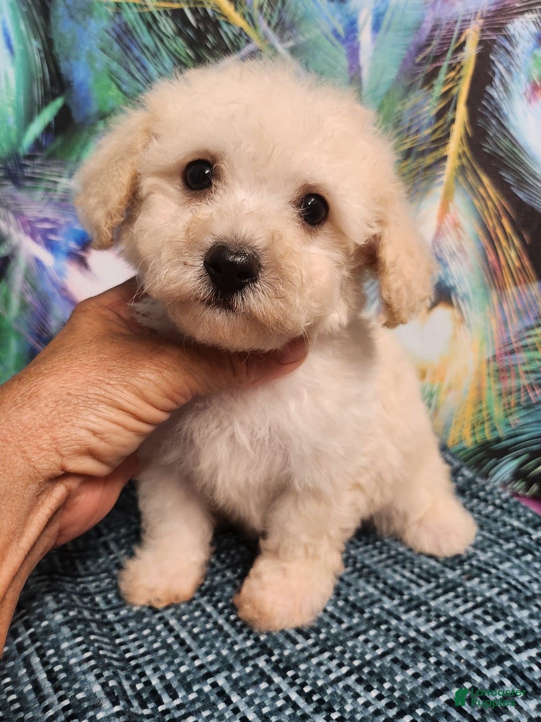 Bichon Frise dogs for sale: Toy Poodle/toy Bichon Puppy - Image 8