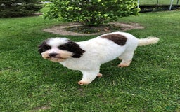 Labradoodle dogs for sale: Multigenerational Coco - Image 32