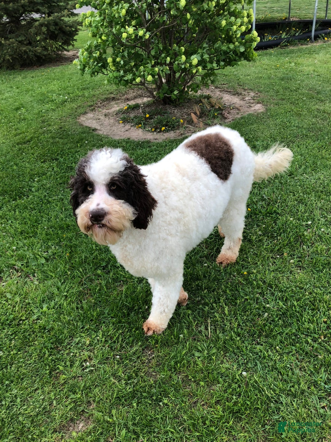Labradoodle dogs for sale: Multigenerational Coco - Image 32