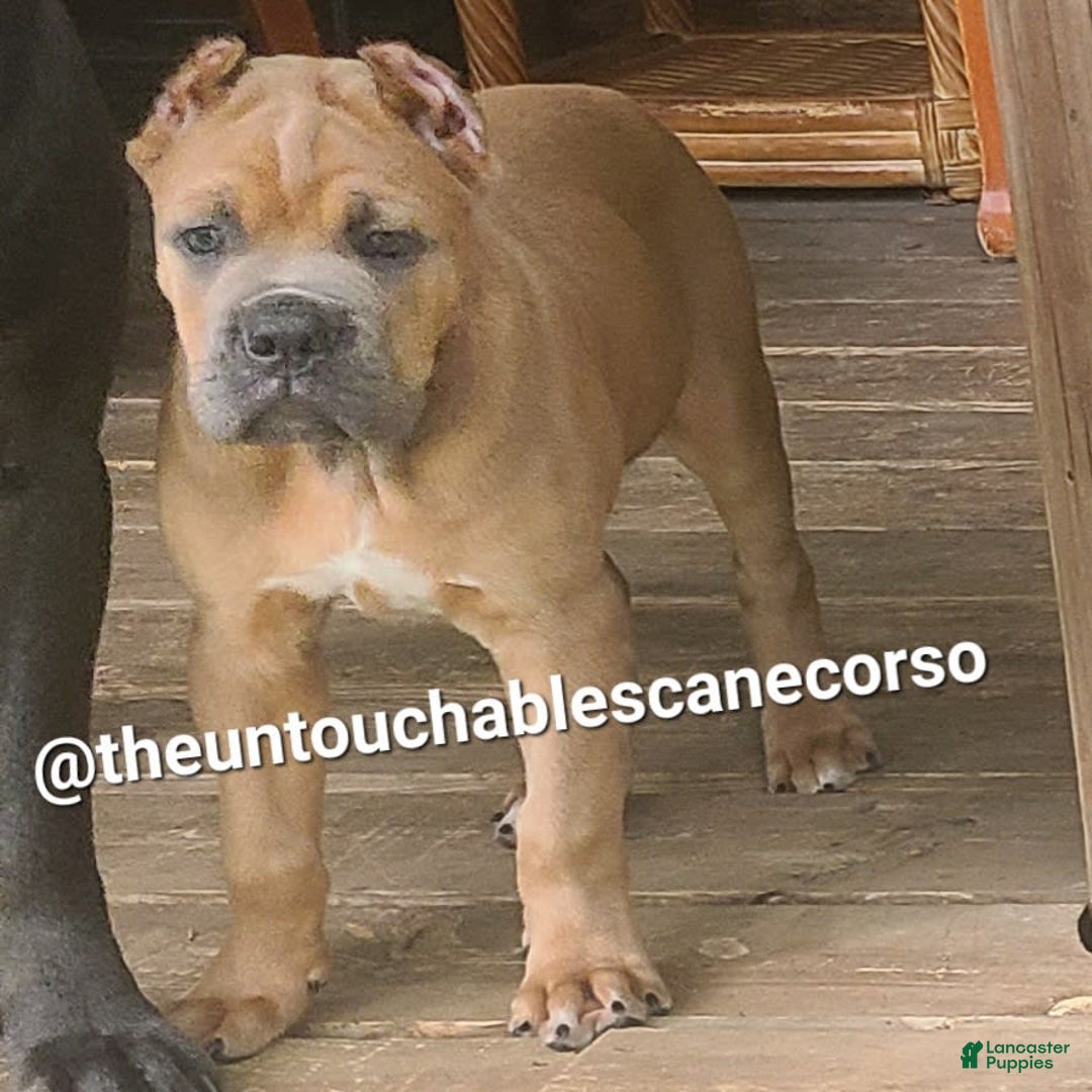 Cane Corso dogs for sale: Gza - Image 3