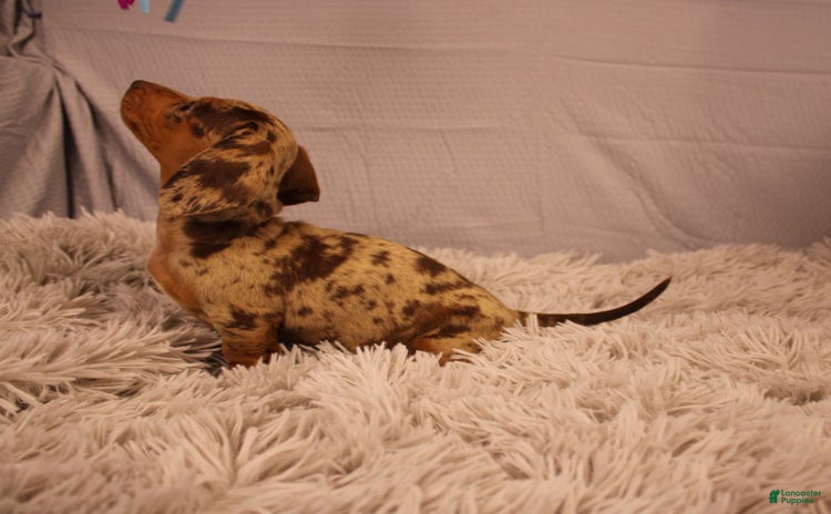 Dachshund dogs for sale - Ad 2
