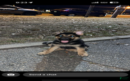 German Shepherd dogs for stud: Max - Image 4