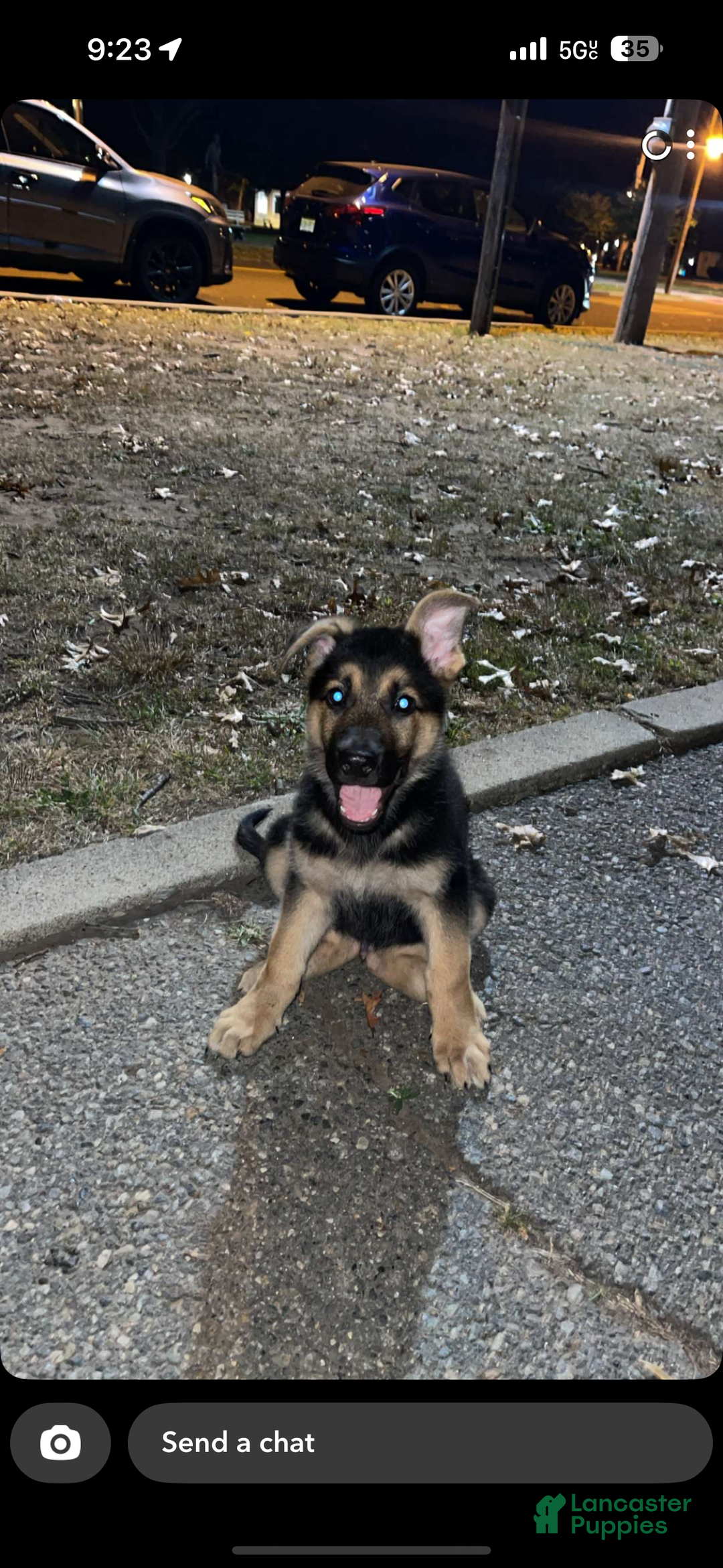 German Shepherd dogs for stud: Max - Image 4