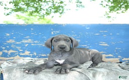 Great Dane dogs for sale: Lenore - Image 1