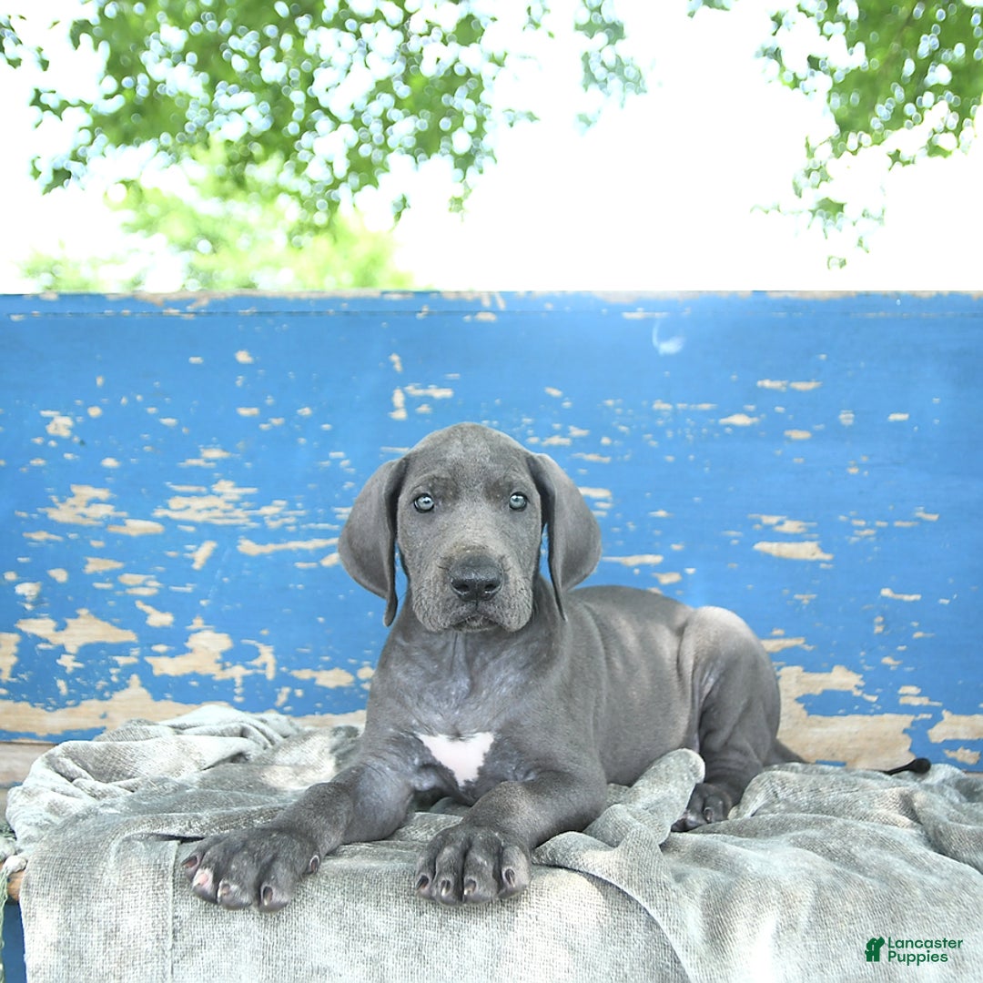 Great Dane dogs for sale: Lenore - Image 1