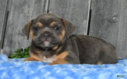Beabull dogs for sale: Kimmy - Image 8