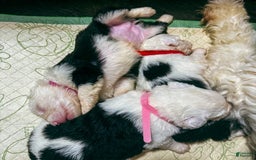 Old English Sheepdog dogs for sale: Iris - Image 3