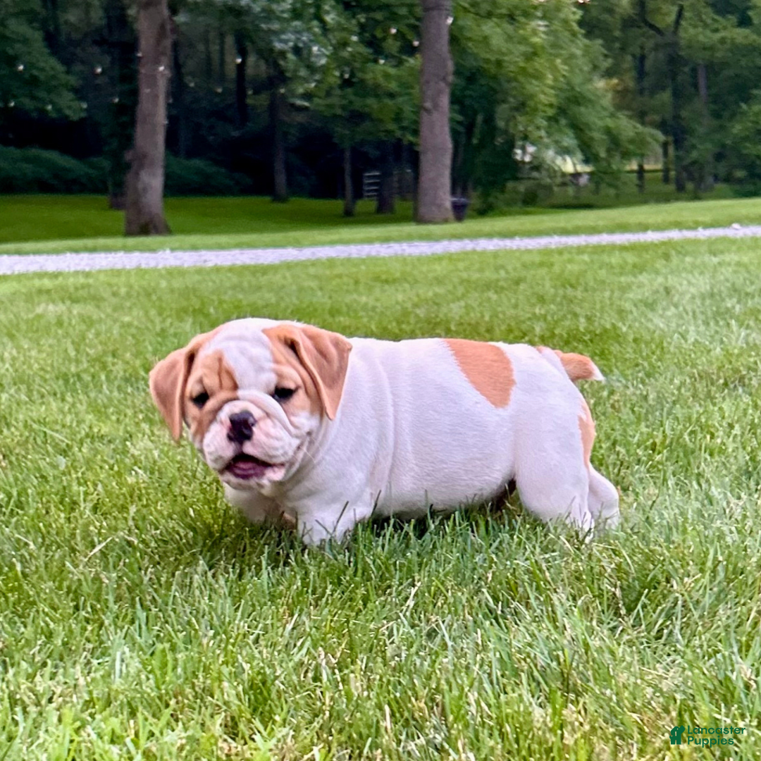 English Bulldog dogs for sale: Sampson - Image 3