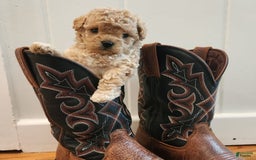 Maltipoo dogs for sale: Teddy - Image 10