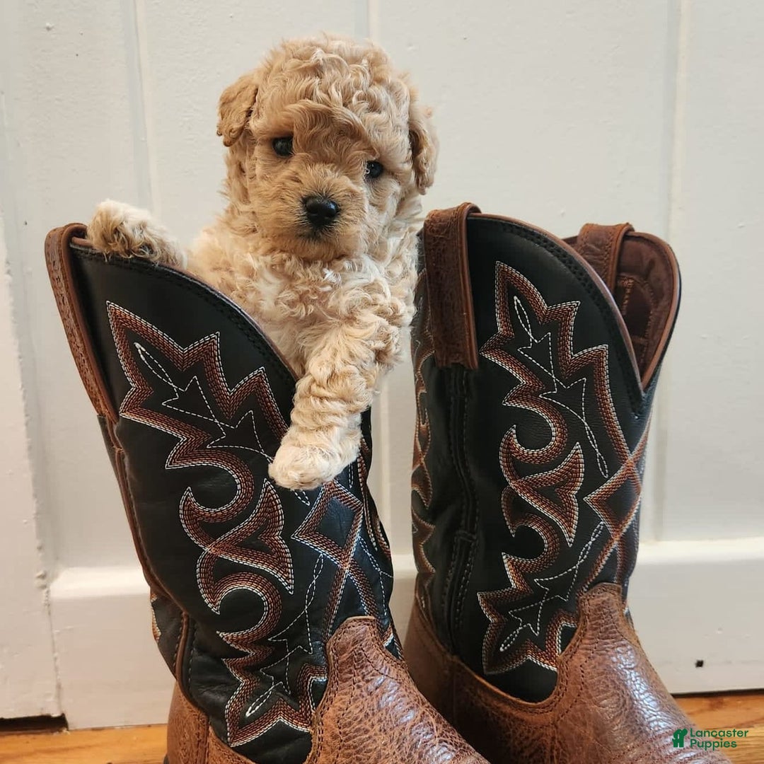 Maltipoo dogs for sale: Teddy - Image 10