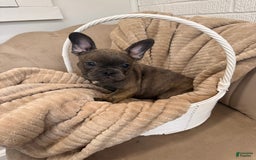 French Bulldog dogs for sale: Avery - Image 1