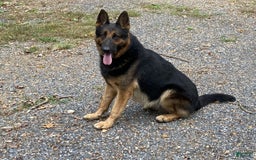 German Shepherd dogs for sale: Belle - Image 5
