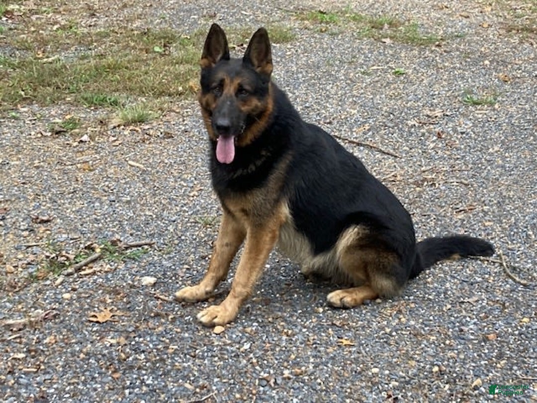German Shepherd dogs for sale: Belle - Image 5
