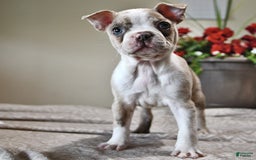 Boston Terrier dogs for sale: Laura - Image 3