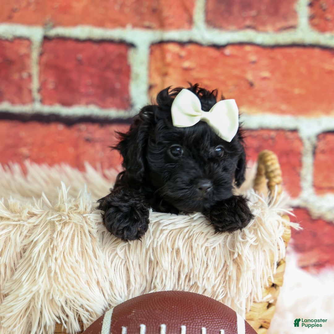 Yorkiepoo dogs for sale: Rex - Image 1
