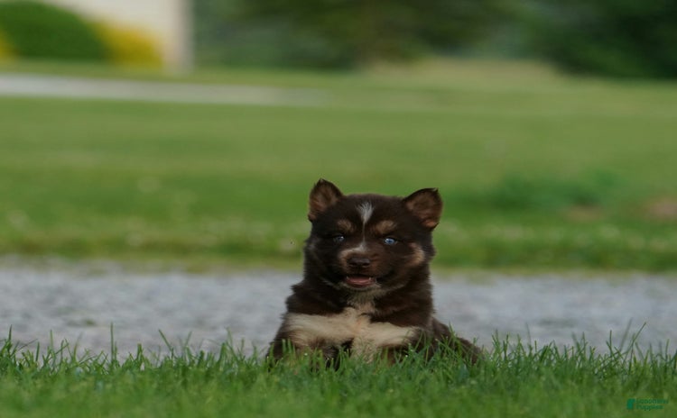 Gerberian Shepsky dogs for sale - Ad 3