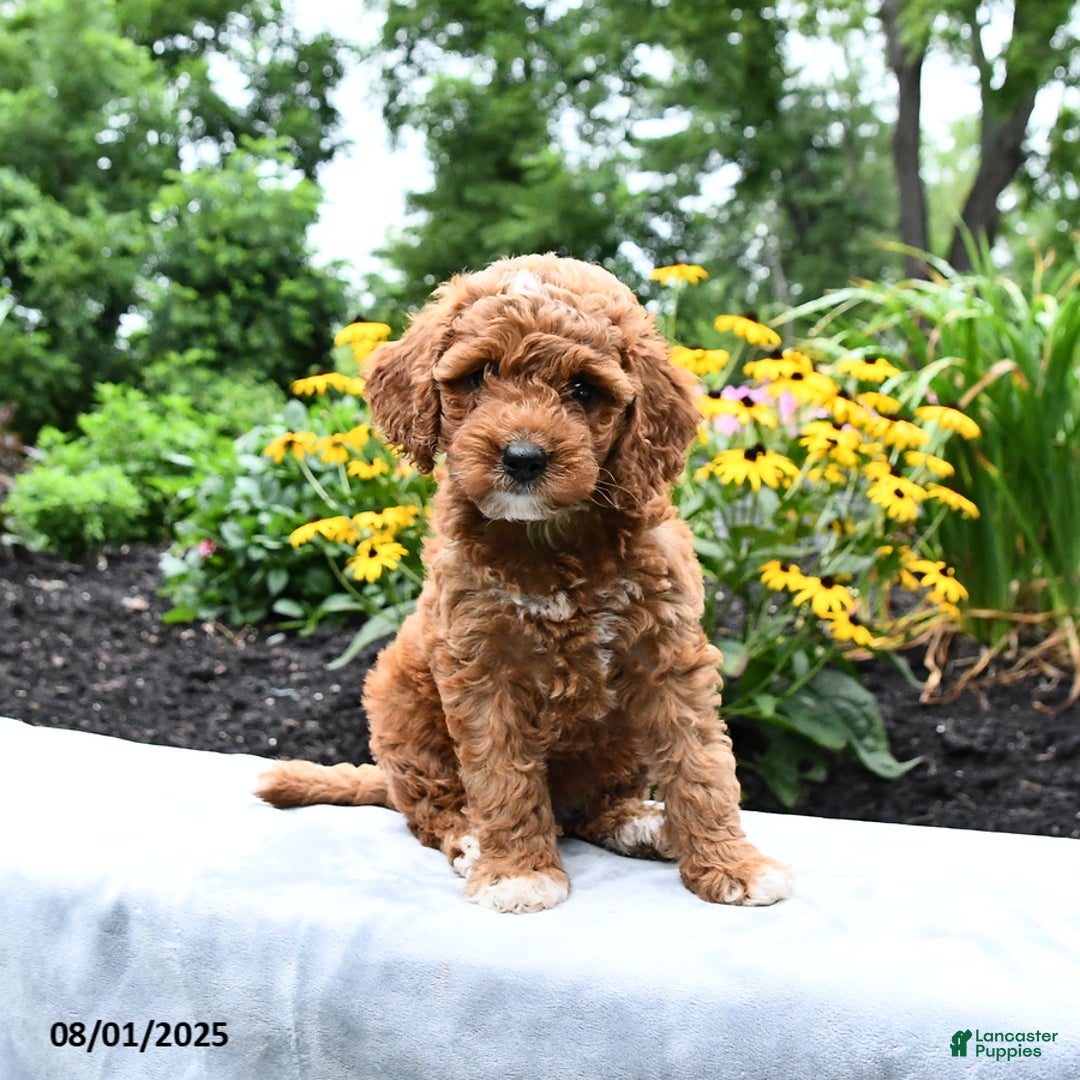 Cockapoo dogs for sale: Fannie - Image 3
