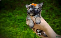 Morkie dogs for sale: Rare Gold Flame - Image 4