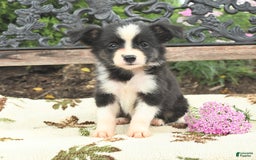 Miniature Australian Shepherd dogs for sale: Princess - Image 2