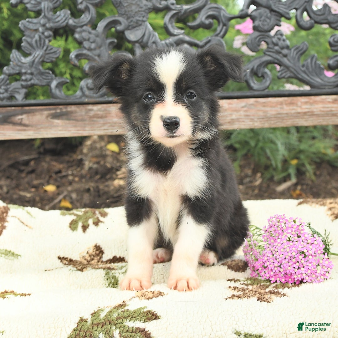 Miniature Australian Shepherd dogs for sale: Princess - Image 2