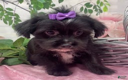 Shorkie dogs for sale: Little Prada - Image 14