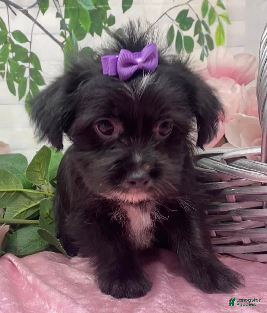 Shorkie dogs for sale: Little Prada - Image 14