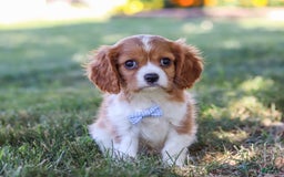 Cavalier King Charles Spaniel dogs for sale: Winston - Image 1