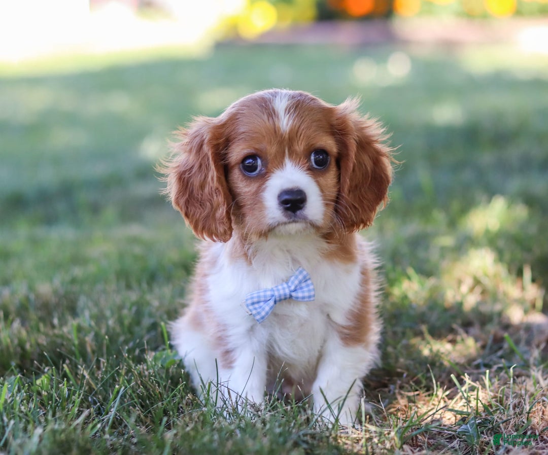 Cavalier King Charles Spaniel dogs for sale: Winston - Image 1